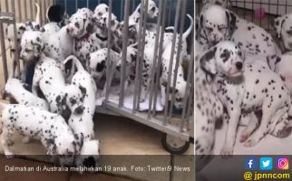 Rekor Baru! Melody Melahirkan 19 Anak Sekaligus, Sempat Ada yang Salah.. - JPNN.com