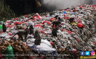 Ratusan Monyet Serbu Pasar Ciampea Baru Bogor - JPNN.com