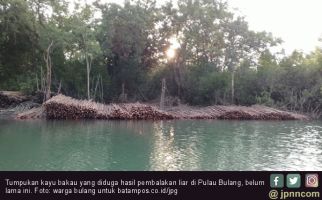Pembalakan Hutan Bakau Marak, Kondisinya Parah, Nelayan pun Sedih - JPNN.com