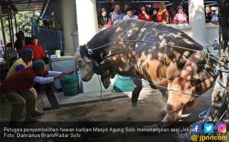 Detik-Detik Sapi Jokowi di Solo Disembelih, Susah Banget, Lihat Videonya - JPNN.com