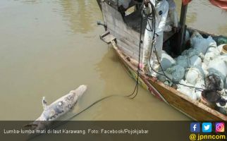 Lumba-Lumba Ditemukan Mati di Laut Karawang - JPNN.com