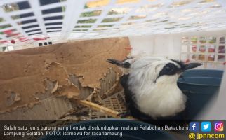 Balai Karantina Bardarlampung Gagalkan Penyeludupan Ribuan Ekor Burung - JPNN.com