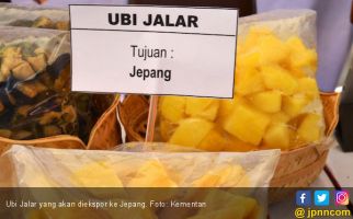 Petani Harus Menanam Bibit Unggul Ubi Jalar agar Bisa Tembus Pasar Ekspor - JPNN.com