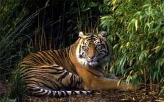 Beredar Kabar Ada 3 Harimau Berkeliaran di Kampung Bekalar - JPNN.com