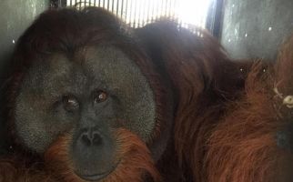 Dampak Karhutla, Tiga Orang Utan Masuk ke Perkebunan Kelapa Sawit - JPNN.com