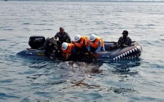 Profauna Indonesia Apresiasi Penyelamatan Hiu Paus Paitonah - JPNN.com