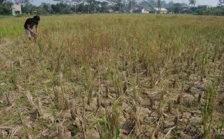 40 Hektare Tanaman Padi di Pandeglang Gagal Panen Akibat Terendam Banjir - JPNN.com