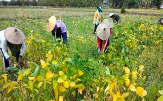 Hari Tani Nasional: Petani Kedelai Sedang Resah karena Harga Anjlok - JPNN.com