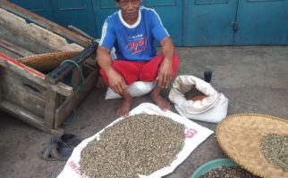 Musim Kemarau Membawa Berkah Bagi Petani Kopi - JPNN.com