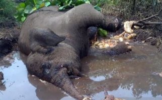 Gajah Sumatera Ditemukan Mati, Kaki Kirinya Buntung - JPNN.com
