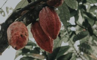 Andi Akmal Soroti Soal Produksi Kakao di Indonesia, Begini Catatannya - JPNN.com