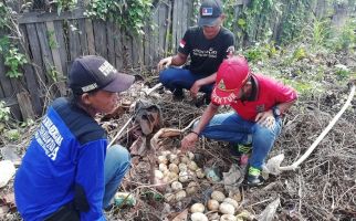 Warga Temukan 33 Butir Telur Ular Piton, Induknya Besar Sekali - JPNN.com