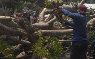 Evakuasi Pengendara Motor Tertimpa Pohon Tumbang Berlangsung Dramatis - JPNN.com