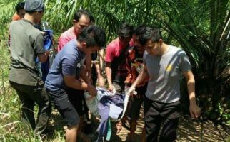 Ali Nurdin Tewas Diserang Babi Hutan di Kebun Sawit, Tragis! - JPNN.com