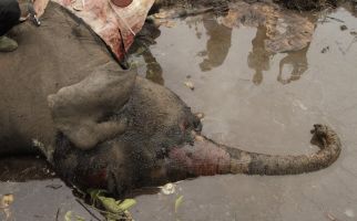 KLHK Turunkan 11 Petugas Selidiki Kasus Gajah Mati di Konsesi Arara Abadi - JPNN.com