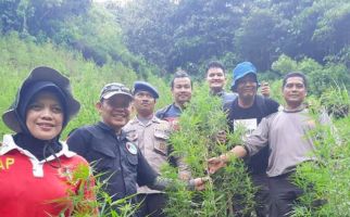  Ratusan Ribu Batang Ganja Bernilai Miliaran Rupiah Dibakar di Hutan - JPNN.com