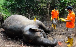 Pembantai Gajah Sumatera Masih Berkeliaran, Ternyata Begini Modusnya - JPNN.com