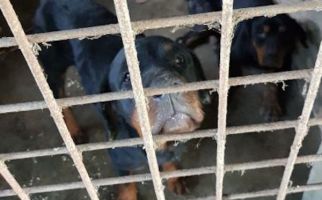 Berita Duka, Wahyudi Meninggal Dunia Diserang 4 Anjing Rottweiler, Tubuhnya Tercabik - JPNN.com