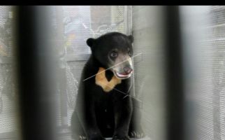 Nawardi Tak Kuasa Melawan Serangan Beruang Madu - JPNN.com