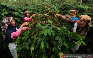 Ikhtiar Bank Mandiri Bantu Tingkatkan Produktivitas Petani Kopi di Sumedang - JPNN.com