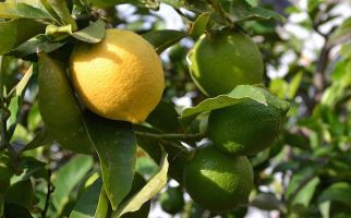 Ketahuilah, Ini Manfaat Lemon Myrtle Bagi Kesehatan - JPNN.com
