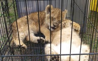 Bayi Singa Afrika, Leopard dan Kura-kura Indiana Star Gagal Diselundupkan - JPNN.com