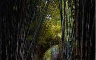 Hutan Bambu Keputih, Destinasi Andalan Milenial di Surabaya - JPNN.com