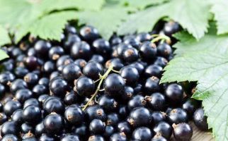 Kaya Antiinflamasi, Ini Manfaat Blackcurrant untuk Kesehatan - JPNN.com