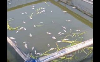 Ratusan Ikan di Situ Citongtut Bogor Mati - JPNN.com