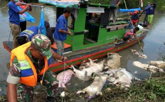Kepada Peternak Babi di Sumut Tolong Dengarkan Imbauan Kementan Ini - JPNN.com