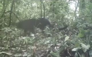 Penampakan Macan Kumbang di Hutan Petungkriyono Pekalongan - JPNN.com