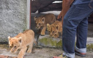 Dua Pelaku Penyelundupan Bayi Singa, Leopard dan Kura-kura Ditangkap Polisi - JPNN.com