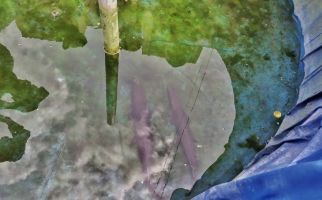 Inilah Ikan Aligator yang Mengigit Balita di Lapas Sukamiskin - JPNN.com