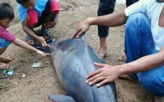 Lumba-lumba Mati di Pantai Gorengan Pandeglang - JPNN.com