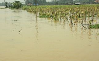 3.000 Hektare Sawah di Karawang Terendam Banjir - JPNN.com