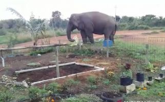 Gajah Liar Masuk Lingkungan Sekolah, Aktivitas Belajar Dihentikan - JPNN.com