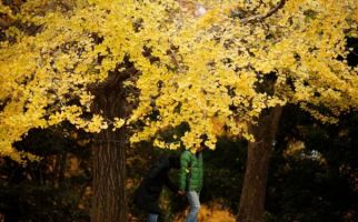 Peneliti Ungkap Rahasia Pohon Ginkgo Bisa Hidup Ribuan Tahun - JPNN.com