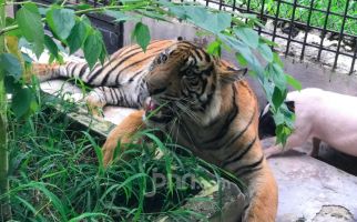 Kisah Harimau Sumatera yang Lelah dengan Konflik dan Babi Hidup yang Terabaikan - JPNN.com