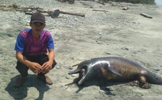 Lumba-lumba Ditemukan Mati, Ada Bekas Luka - JPNN.com