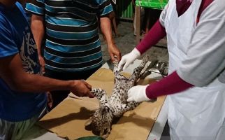 Bayi Leopard Ditemukan Mati - JPNN.com