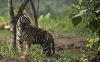 Warga Padang Lawas Diteror Harimau Sumatera - JPNN.com