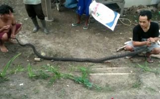 Ade Nugraha Tangkap King Kobra 3 Meter Belajar dari YouTube - JPNN.com
