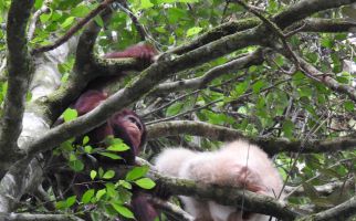 Perlindungan Orang Utan harus Dimulai dari Menjaga Habitat Aslinya - JPNN.com