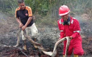 Ular Piton dan Selusin Telurnya Terpanggang dalam Kebakaran Hutan di Riau - JPNN.com