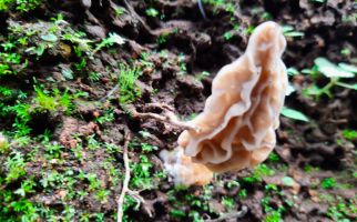 Morchella crassipes, Primadona Baru di Rinjani - JPNN.com