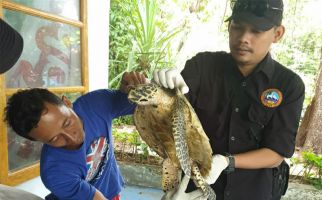 KLHK Selamatkan Penyu Terdampar di Kotok Besar, Lihat Fotonya - JPNN.com