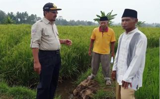 Sawah Mengalami Puso Akibat Banjir, Petani Kulonprogo Diingatkan Pentingnya AUTP - JPNN.com