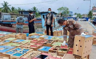 BC Gagalkan Penyelundupan Unggas Asal Thailand di Aceh Tamiang - JPNN.com