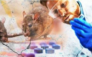 Virus Corona Tenggelam, Terbitlah Hantavirus, Seberapa Berbahaya? - JPNN.com