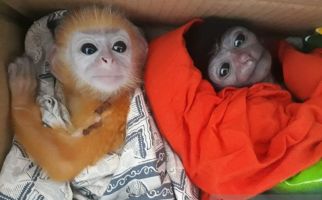 Empat Owa-Tiga Lutung Emas Dijual Ilegal - JPNN.com